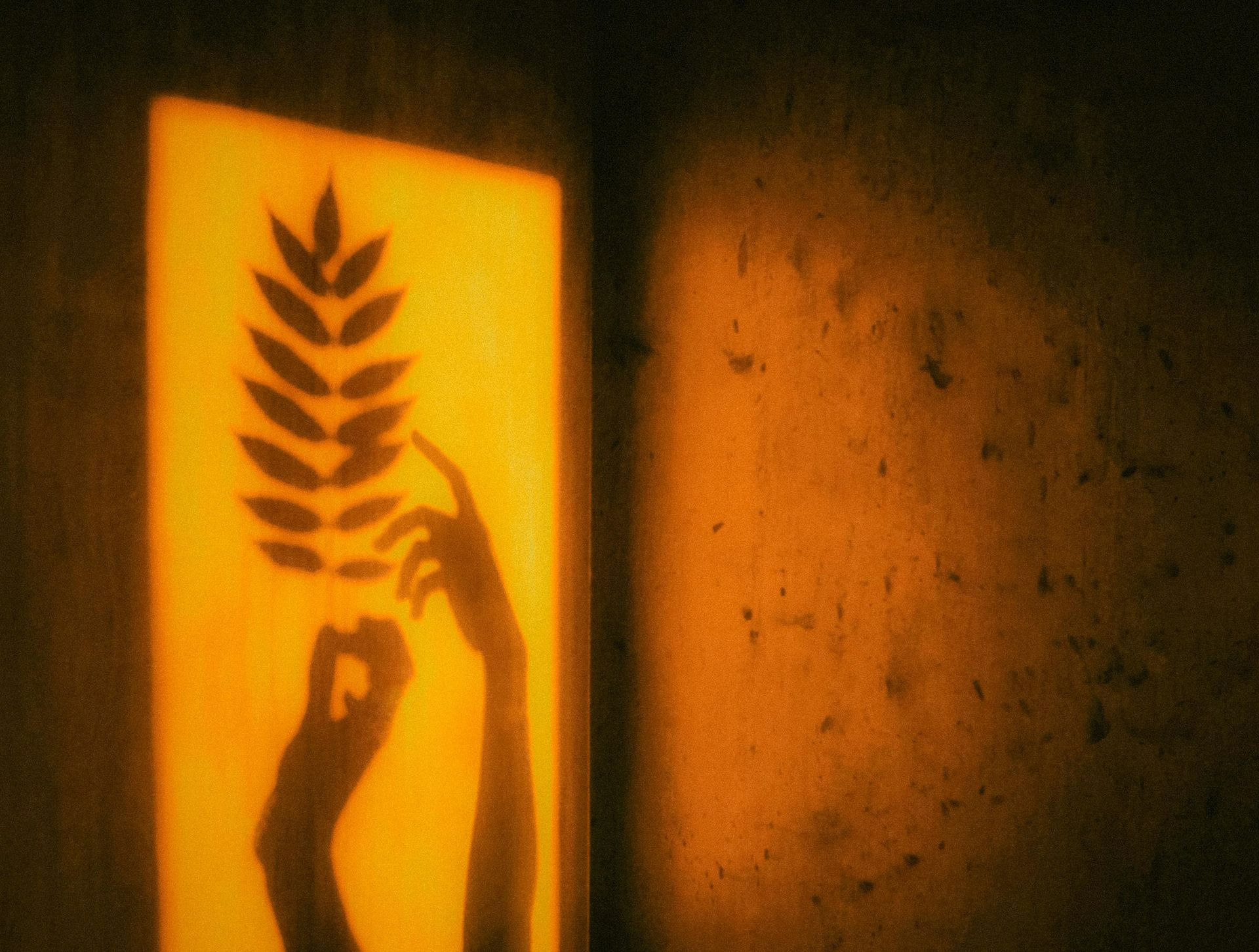 Shadow of hands reaching for a leaf, cast on a glowing wall.