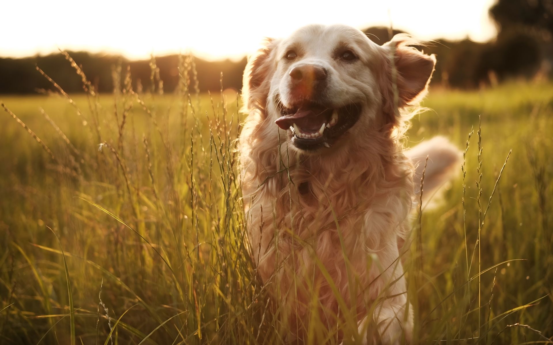 Happy golden dog standing in tall grass at sunset