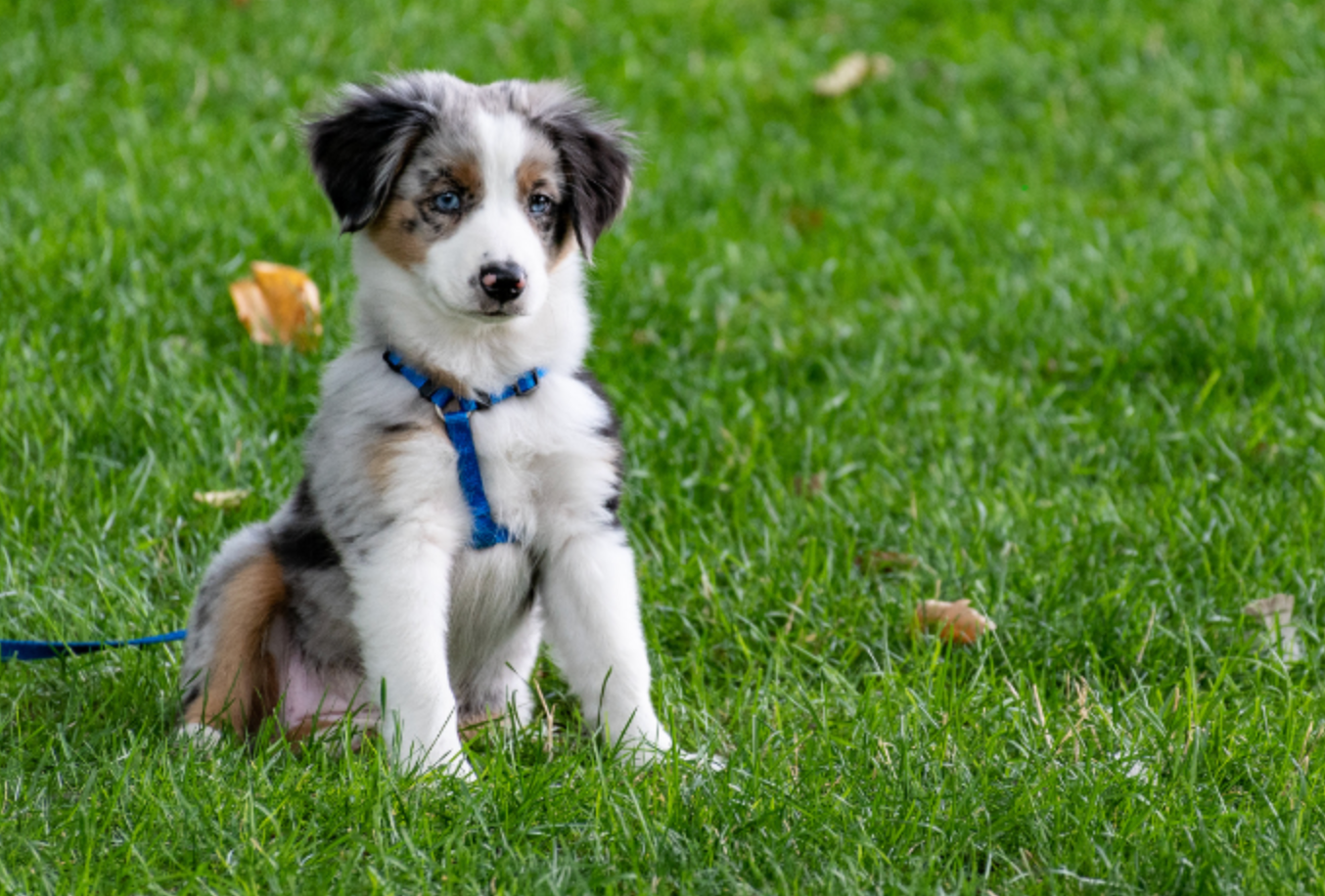 Small tricolor puppy with a blue harness sitting on green grass outdoors