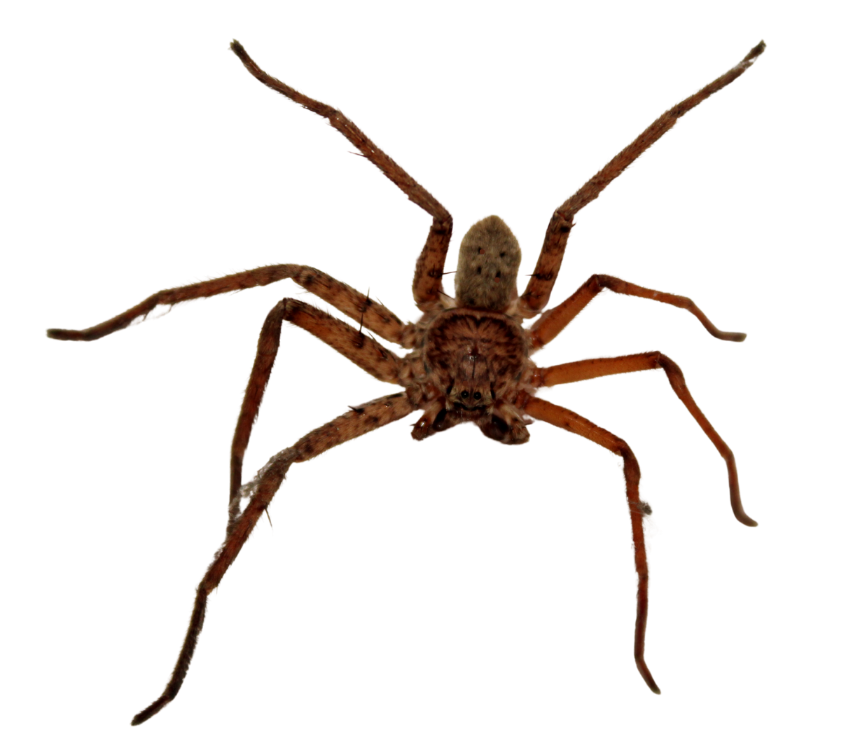 Brown spider with long legs isolated on a white background