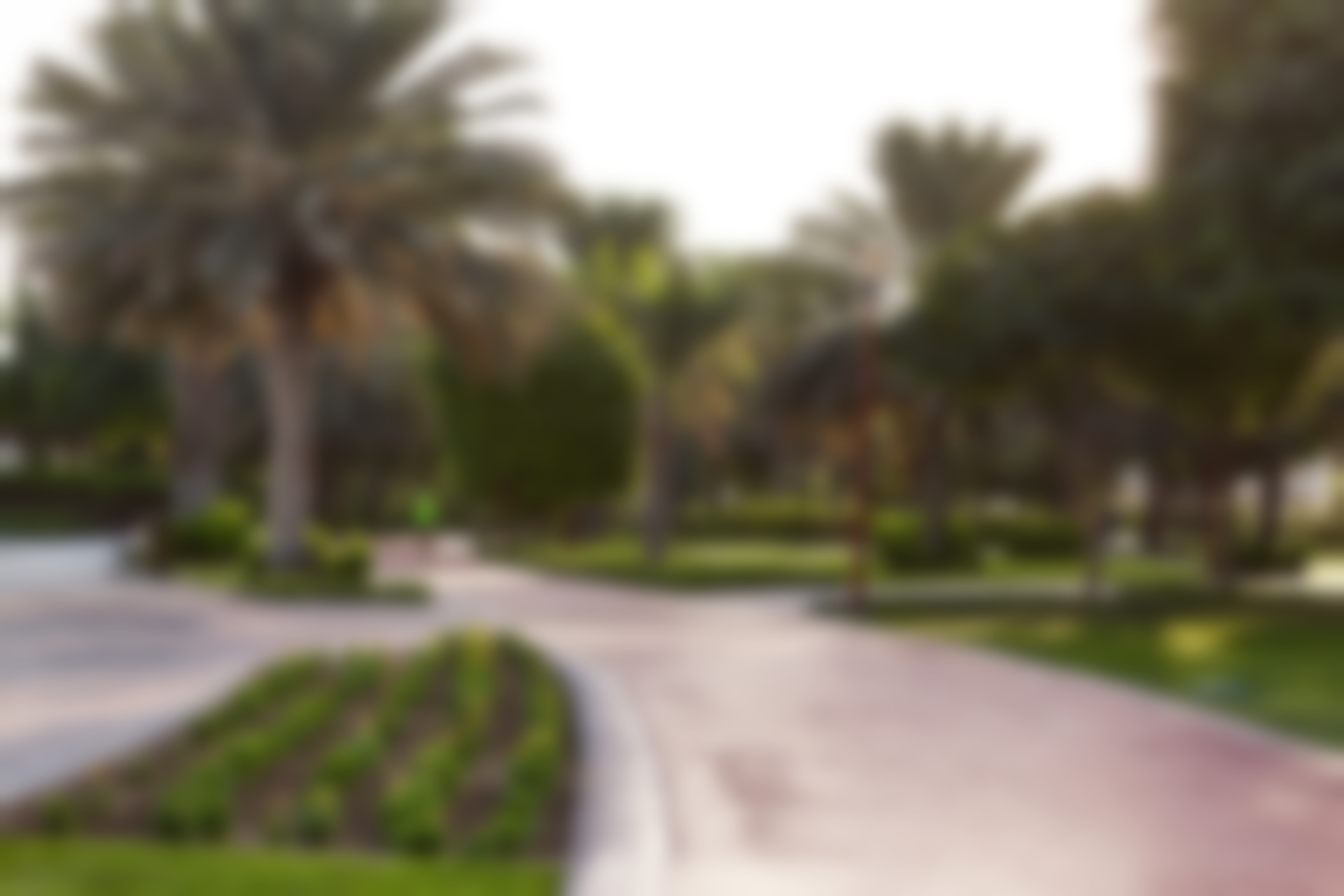 Palm-lined park path with flower beds and green lawns on a sunny day
