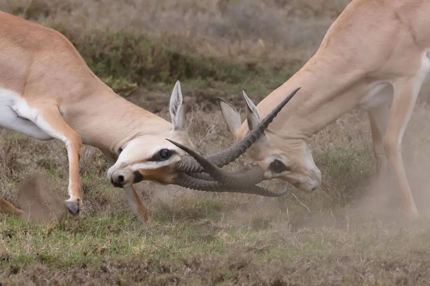 Two antelopes sparring, horns locked, in a dusty grassland.