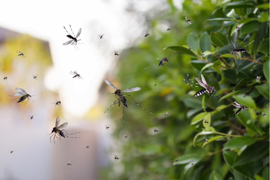 Mosquitoes flying near green leaves outdoors, with a blurred building in the background