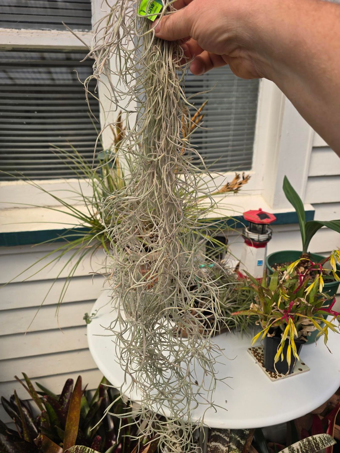 T. usneoies Thick Form