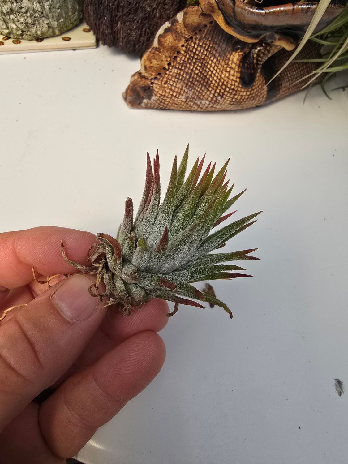T. Ionantha