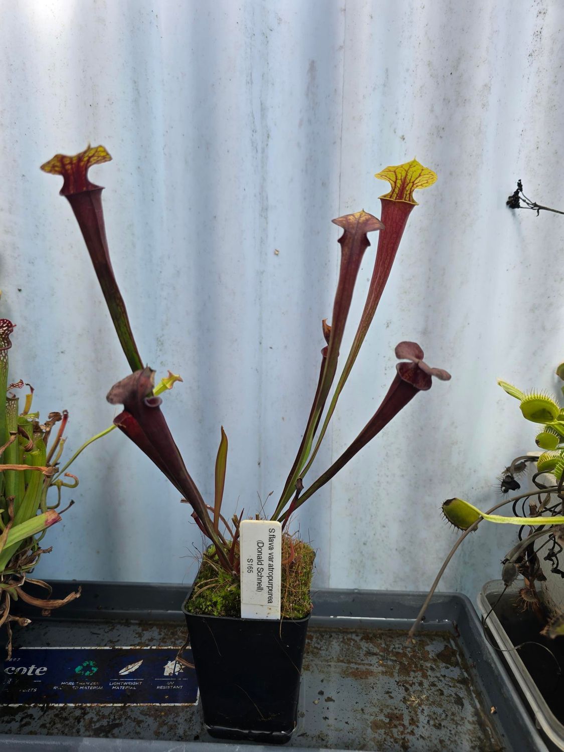 Potted pitcher plant with tall red-green tubes and yellow lids in a greenhouse tray