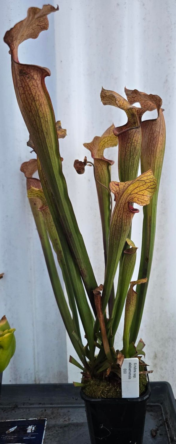 S. rubra ssp alabamensis