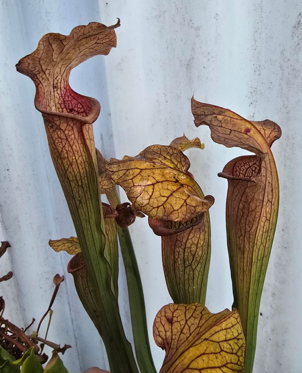 S. rubra ssp alabamensis