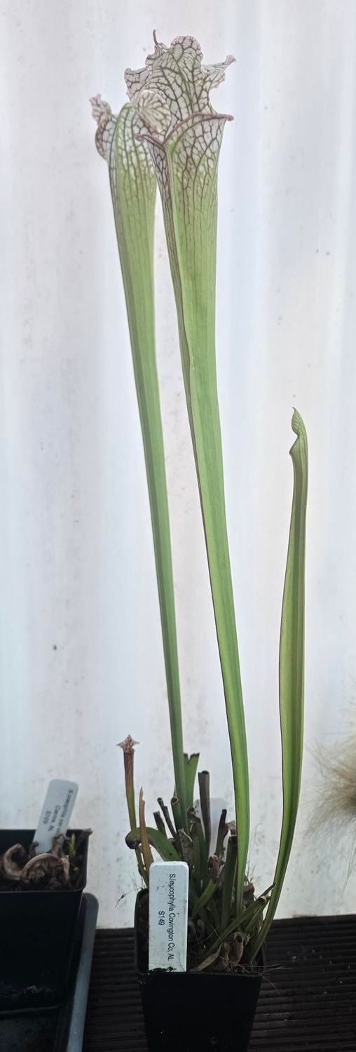 sarracenia leucophylla Covington Co, AL