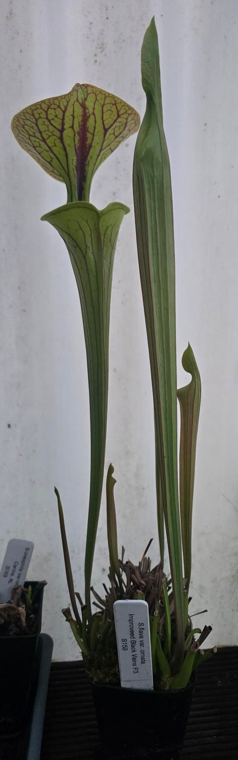 S.flava var. ornata 'Improved Black Veins' F3