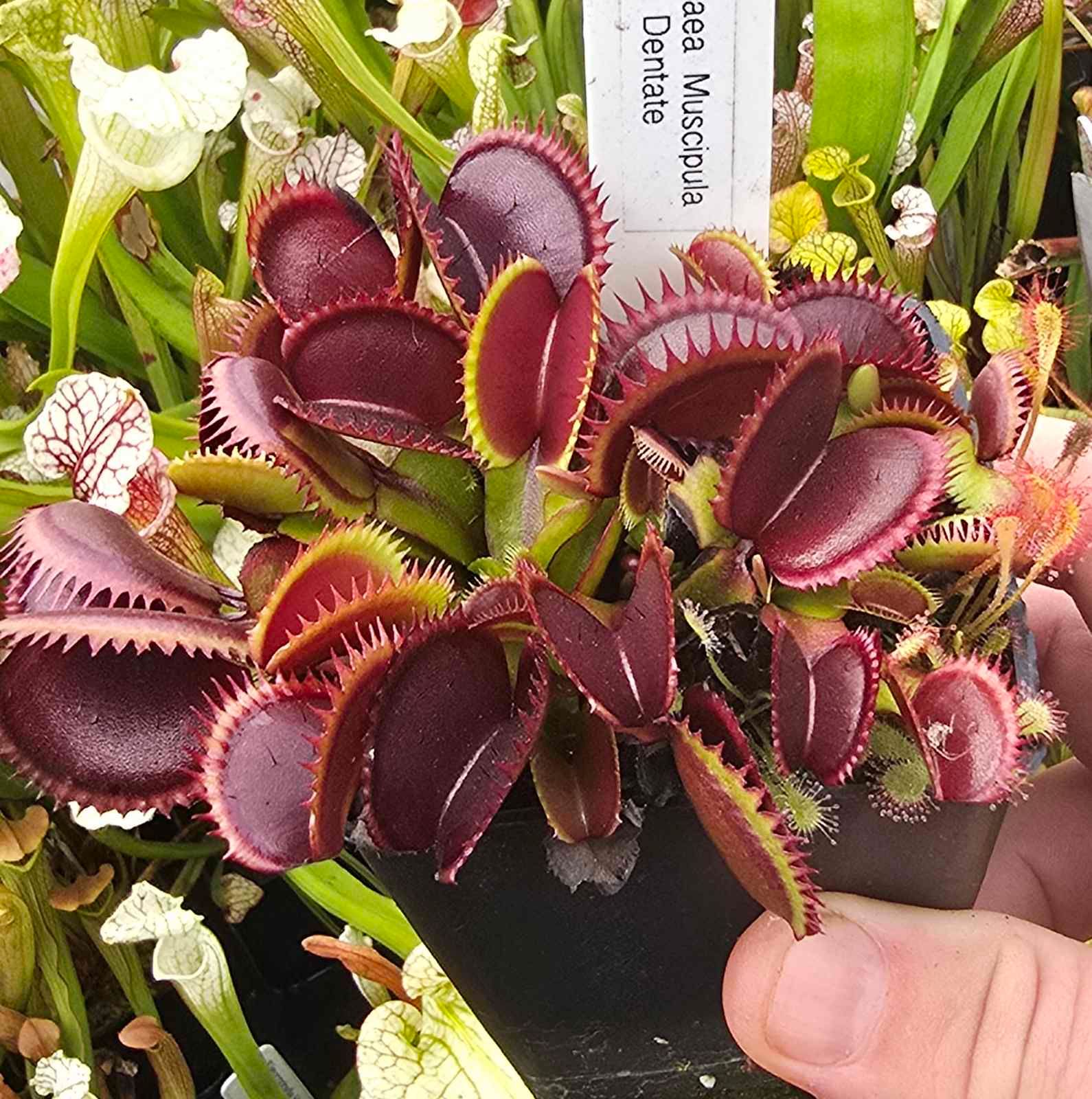 Dionaea