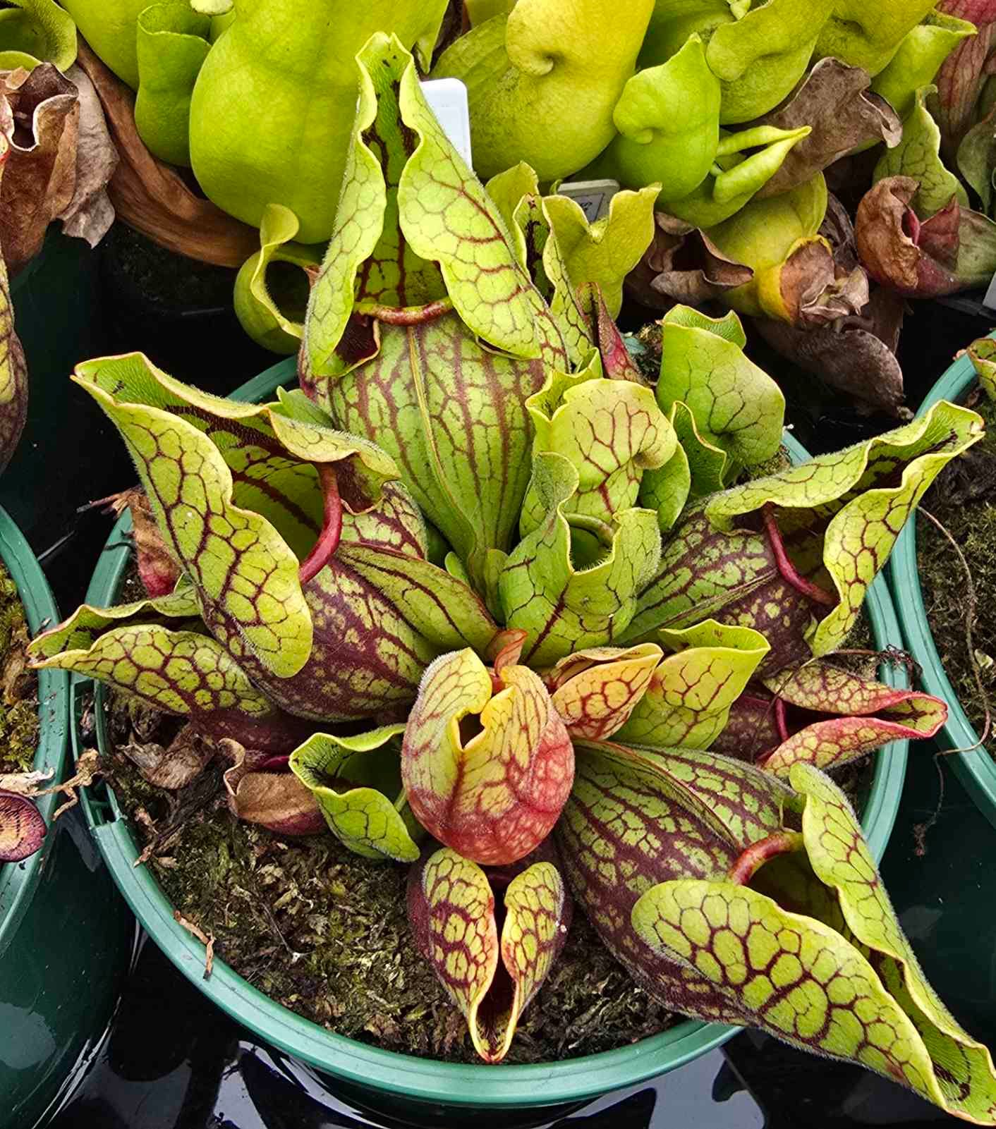 Purpurea