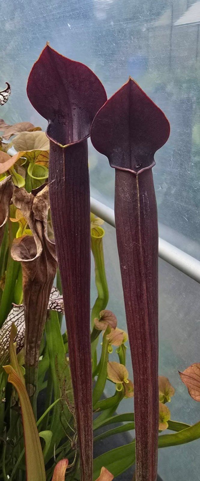 Two tall purple pitcher plant pitchers in a greenhouse, with pointed lids
