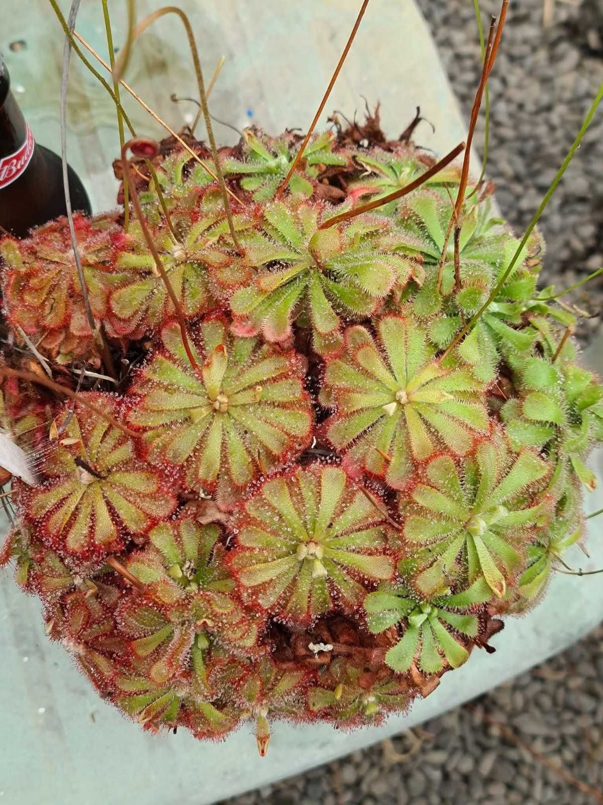 Drosera