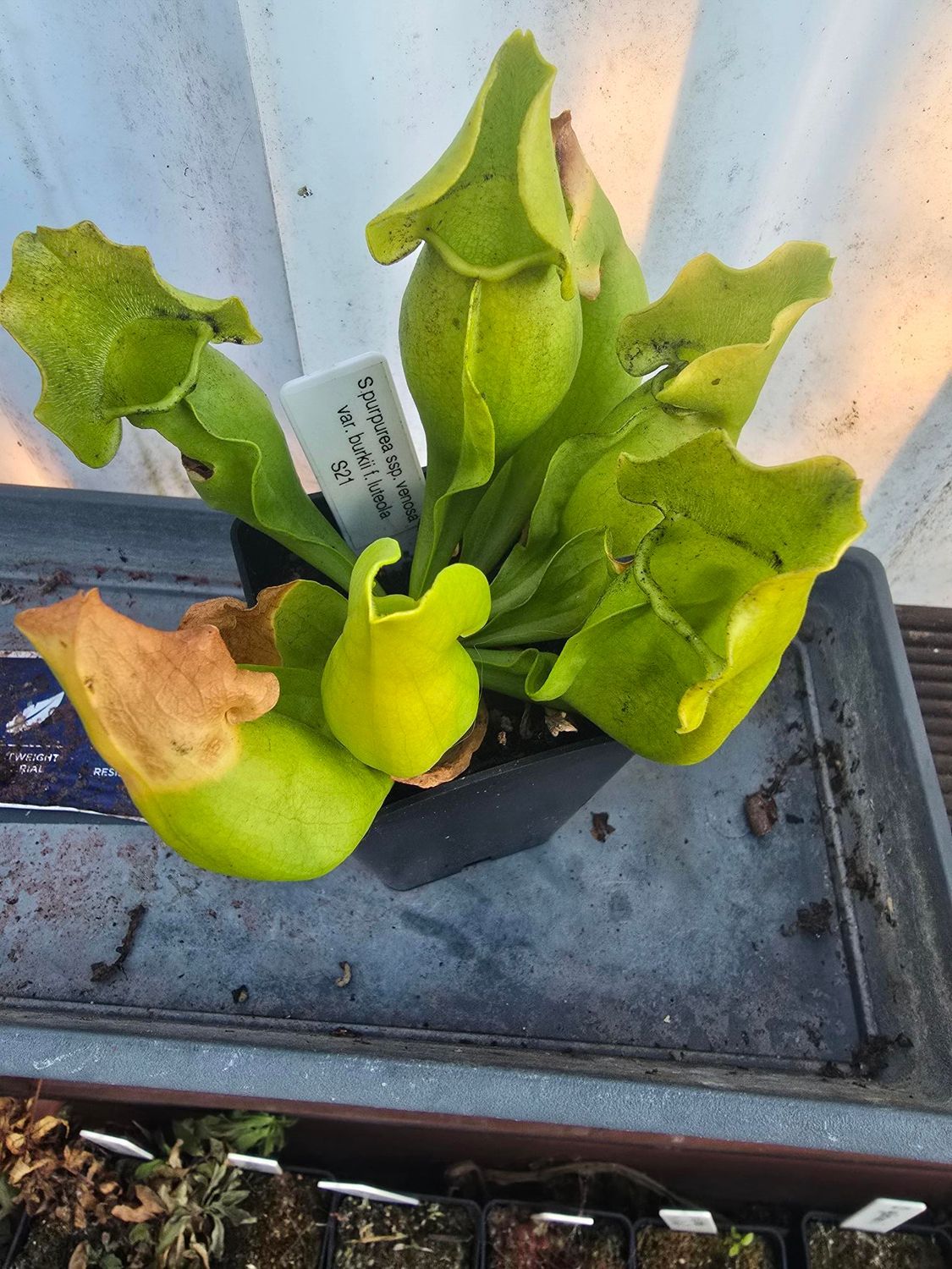 S. purpurea ssp. venosa var. burkii f. luteola