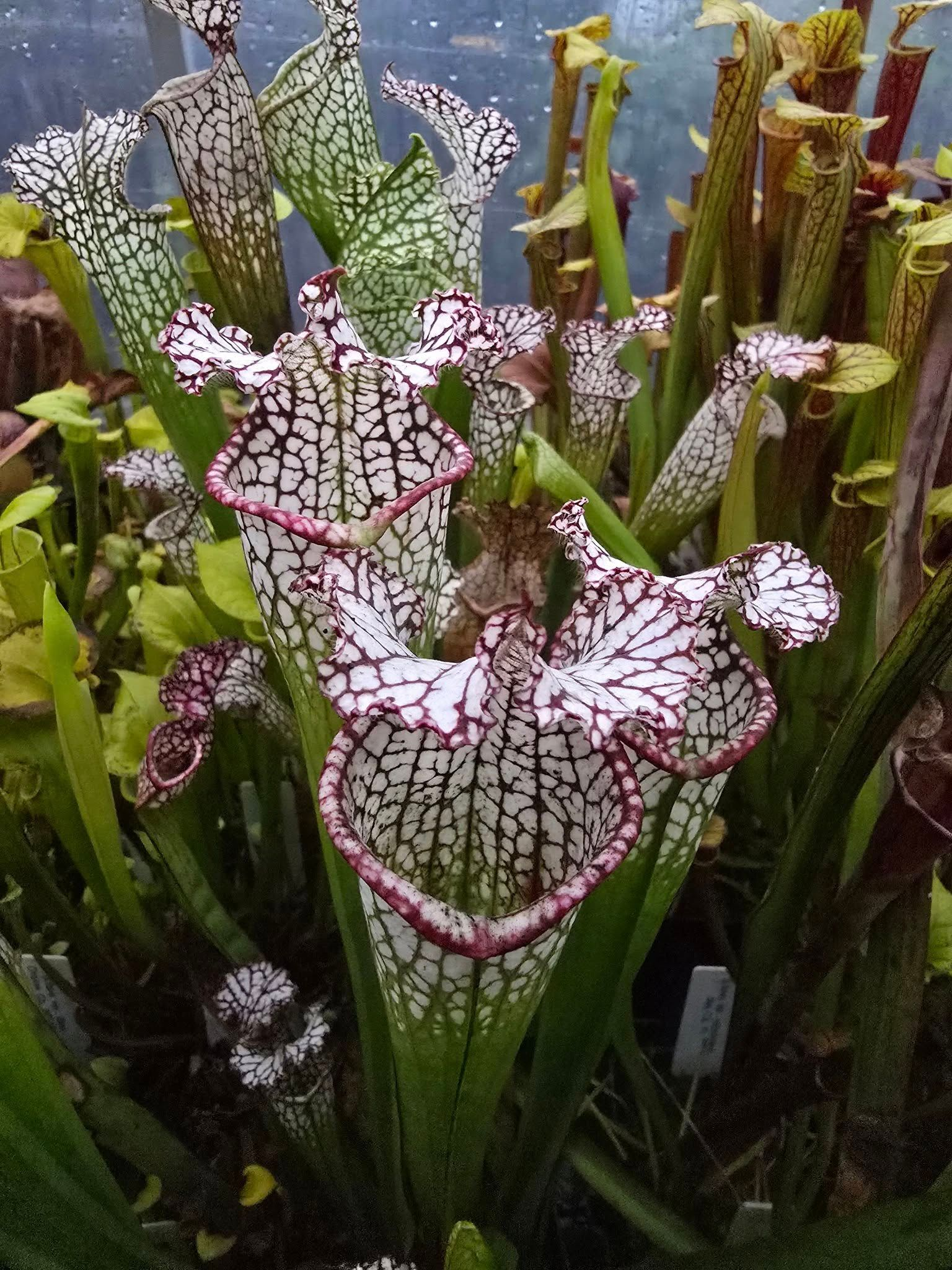 Sarracenia Species, Varieties & Hybrids