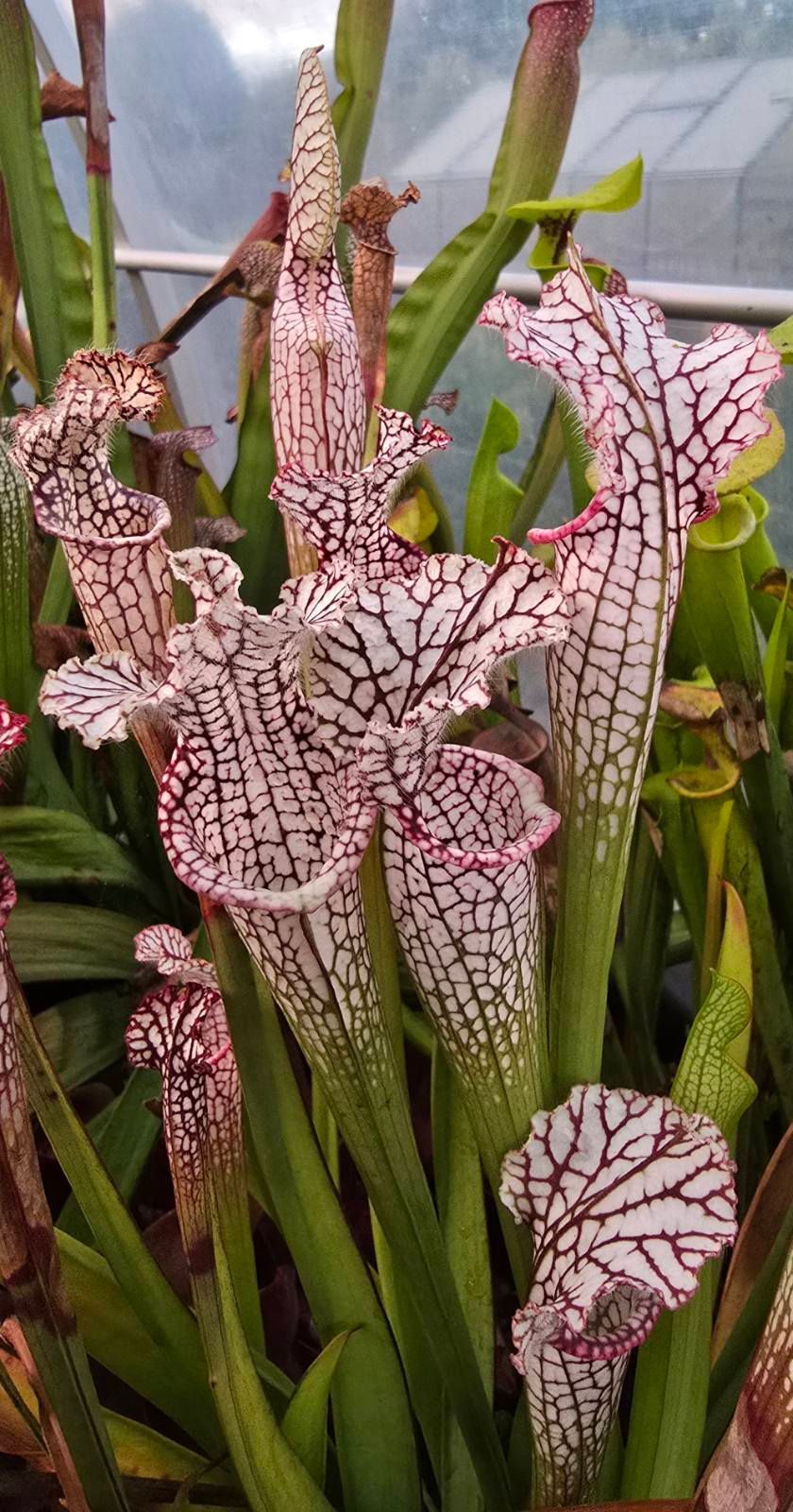 leucophylla