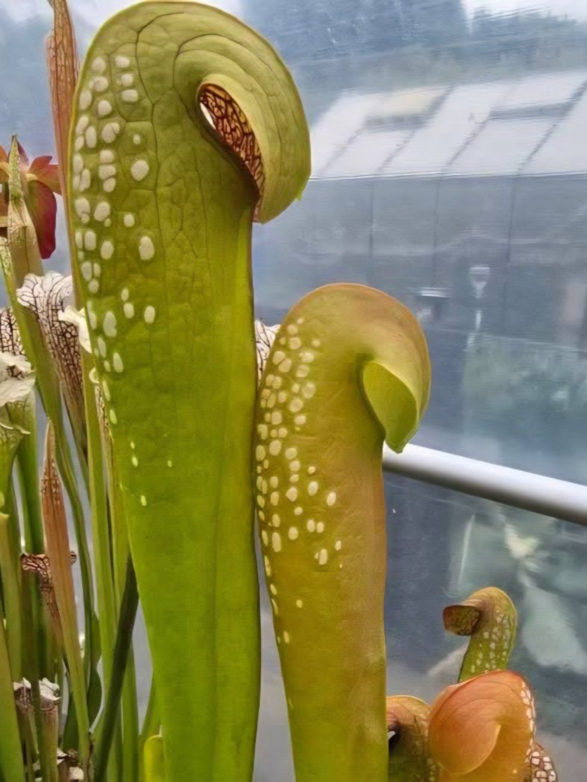 Green pitcher plants with spotted lids in a greenhouse, one with an open, curved trap.
