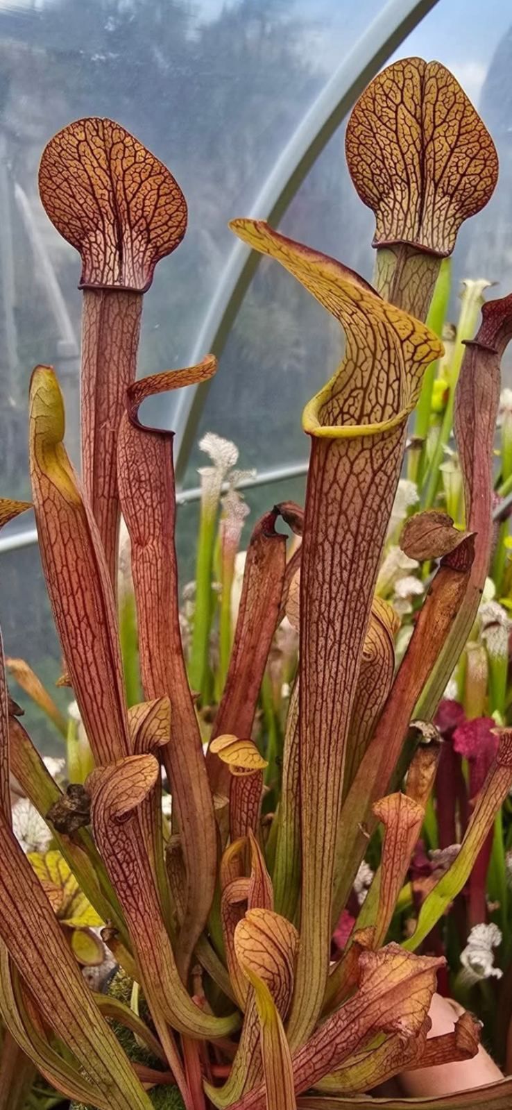 Rubra
