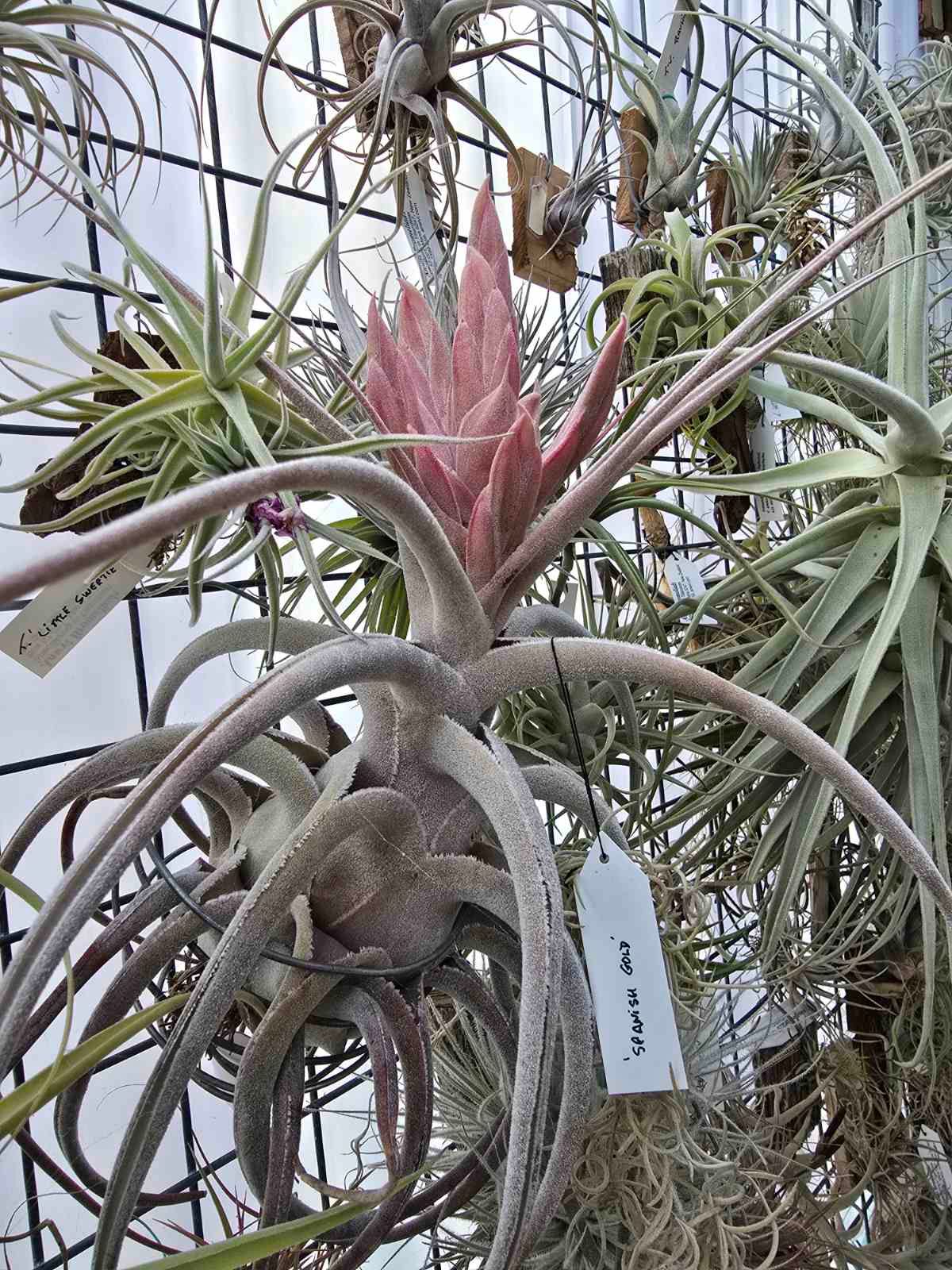 Tillandsia