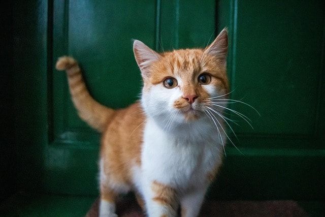 Pet Sitting & Grooming | CFO Group