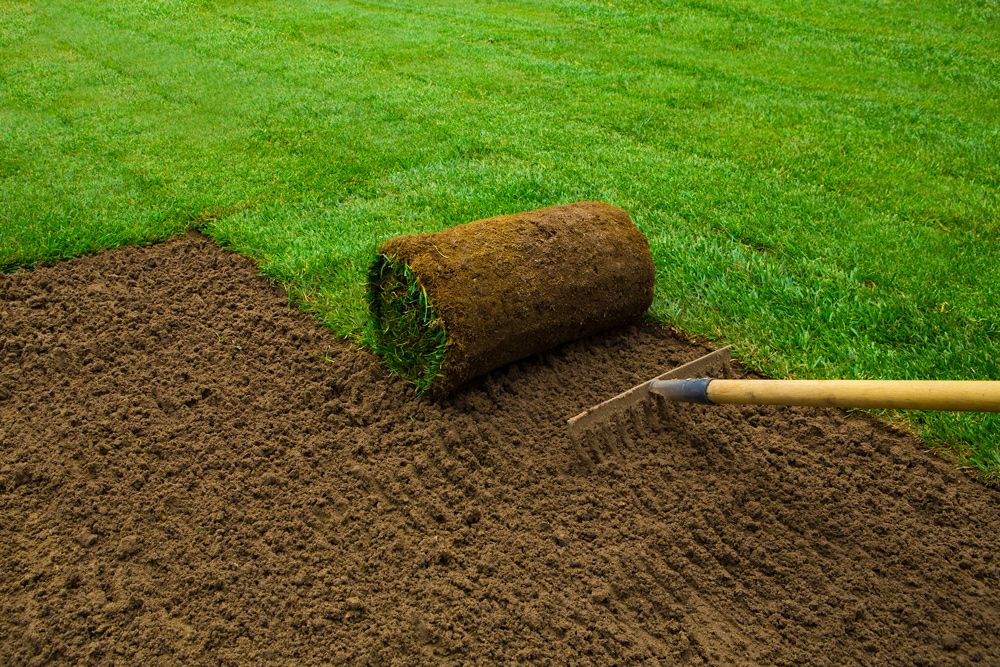 A roll of sod being laid on prepared soil, with a rake, green grass, and brown earth.