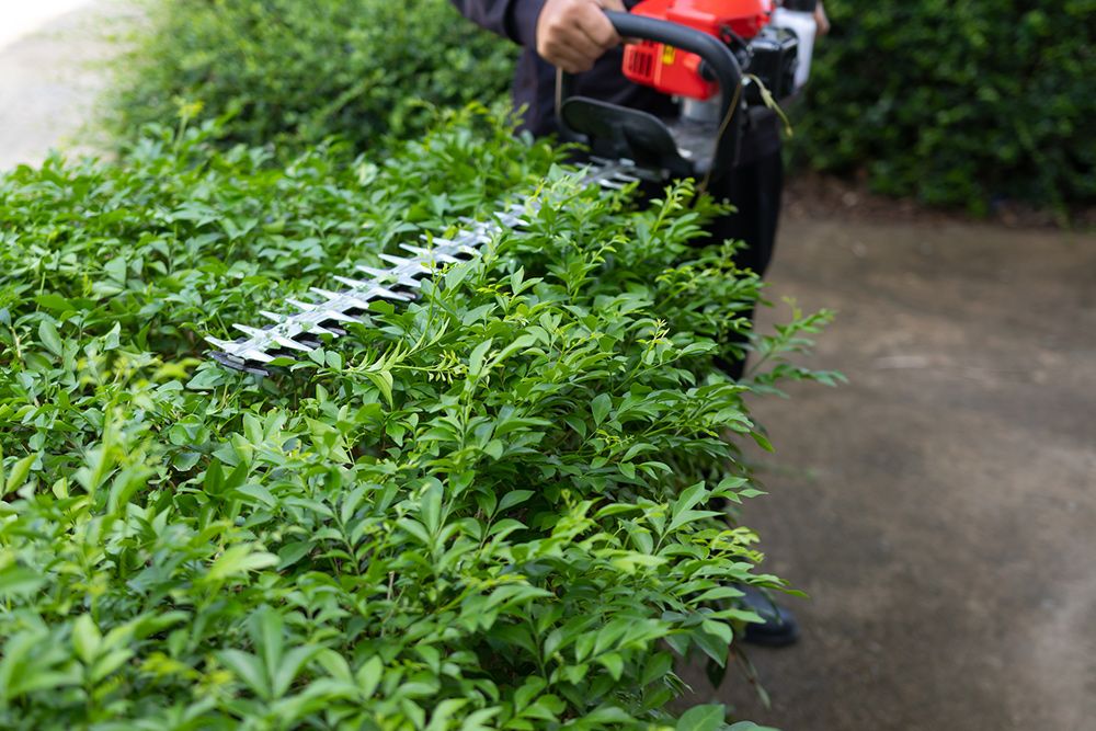 Person trimming a green hedge with a powered hedge trimmer on a walkway.
