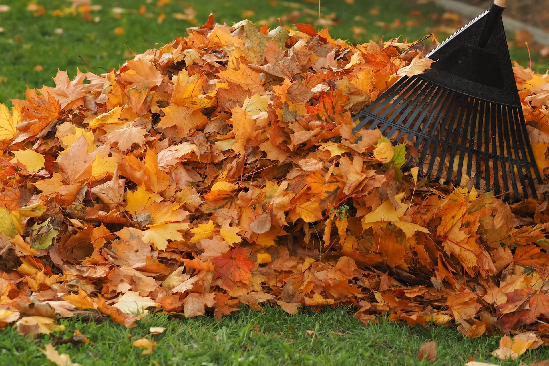 Pile of autumn leaves being raked on green grass.