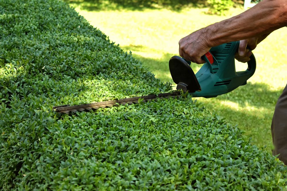 Person trimming a green hedge with an electric trimmer outdoors in a sunny setting.