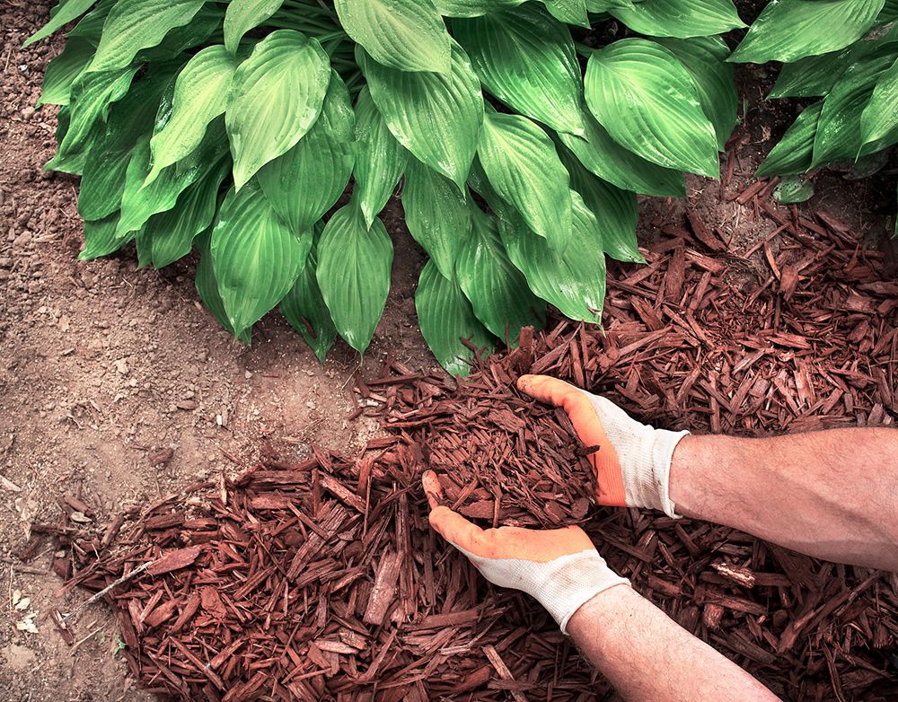 Hands wearing gloves holding and spreading brown mulch near a large green plant.