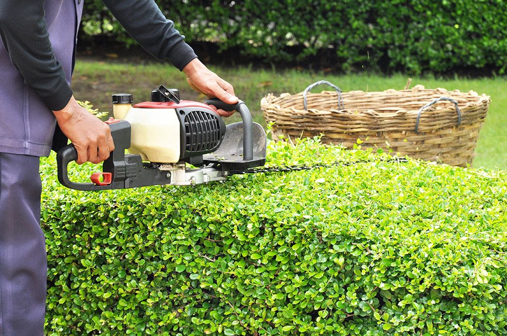 Person trimming a hedge with a powered hedge trimmer. A basket sits in the background.