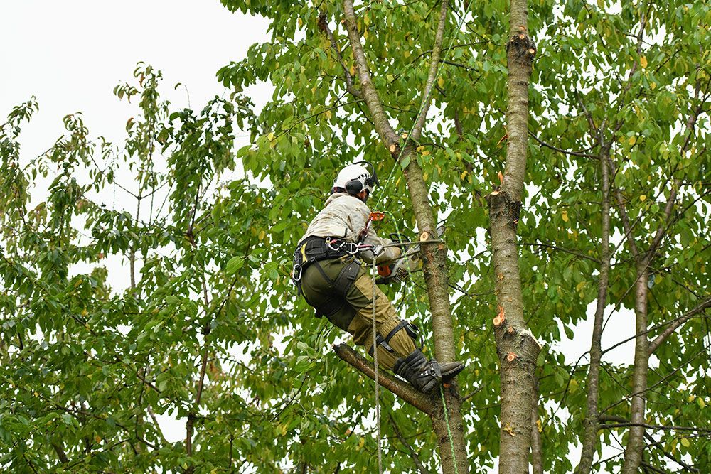 Arborist in safety gear, using a chainsaw to trim tree branches high up in a tree.