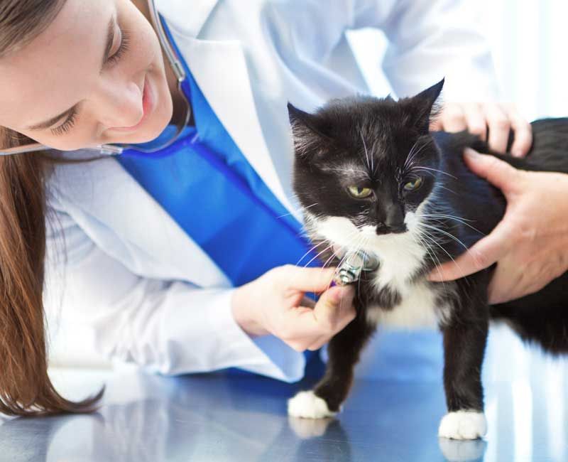 Médicos Veterinarios Pérez Villanueva