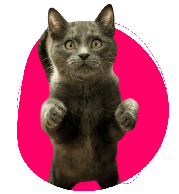 International, Interstate and Domestic Pet Transport Melbourne