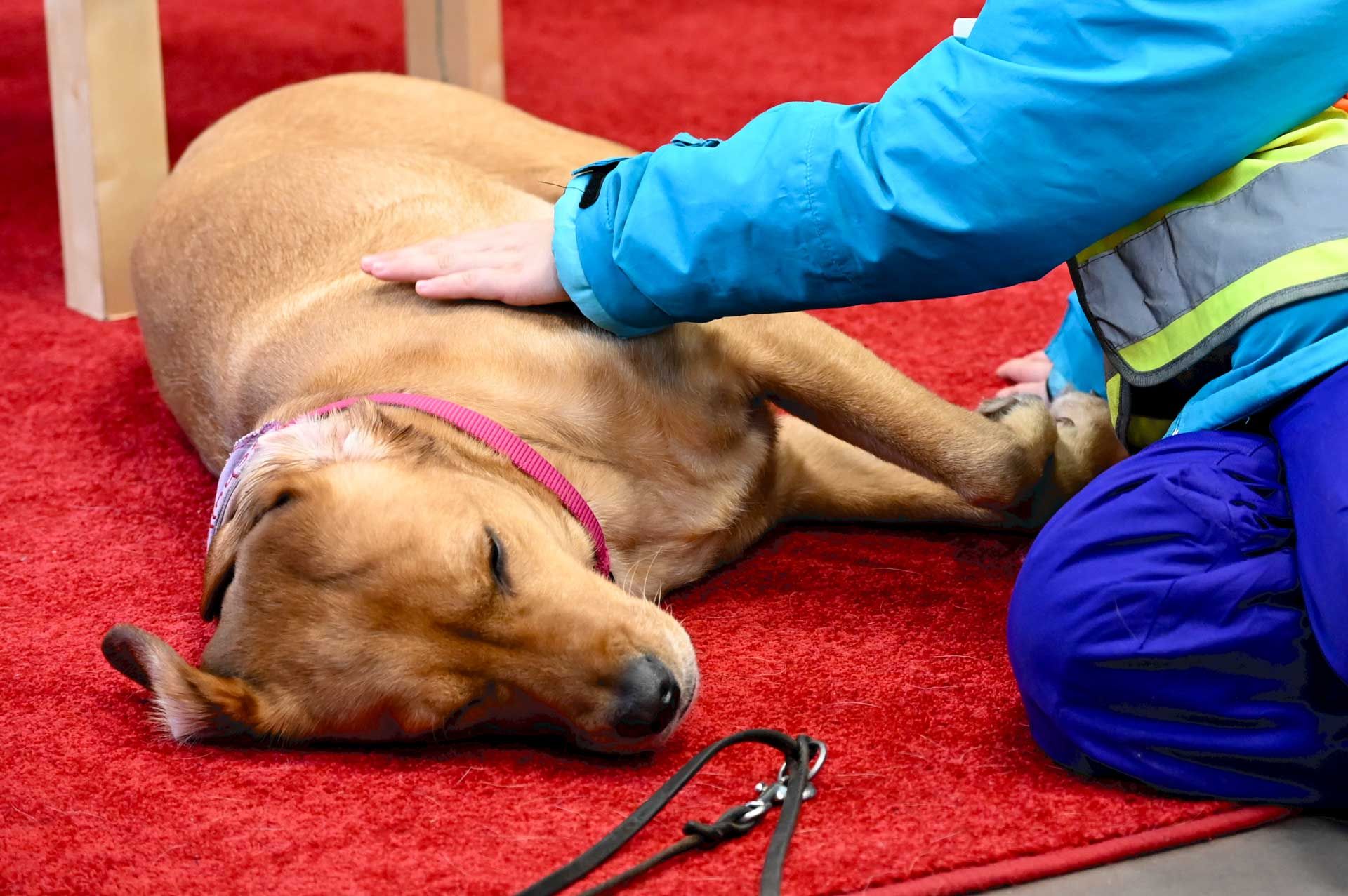 Der Schulhund der Schule Iserbrook wird gestreichelt Der Schulhund der Schule Iserbrook wird gestreichelt