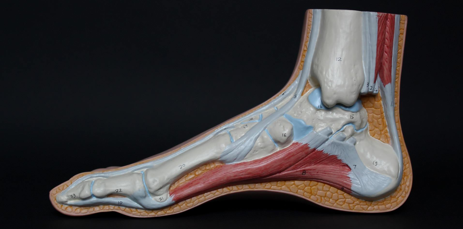 A model of a human foot with muscles and bones on a black background.