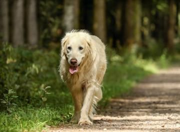 Dog walking 