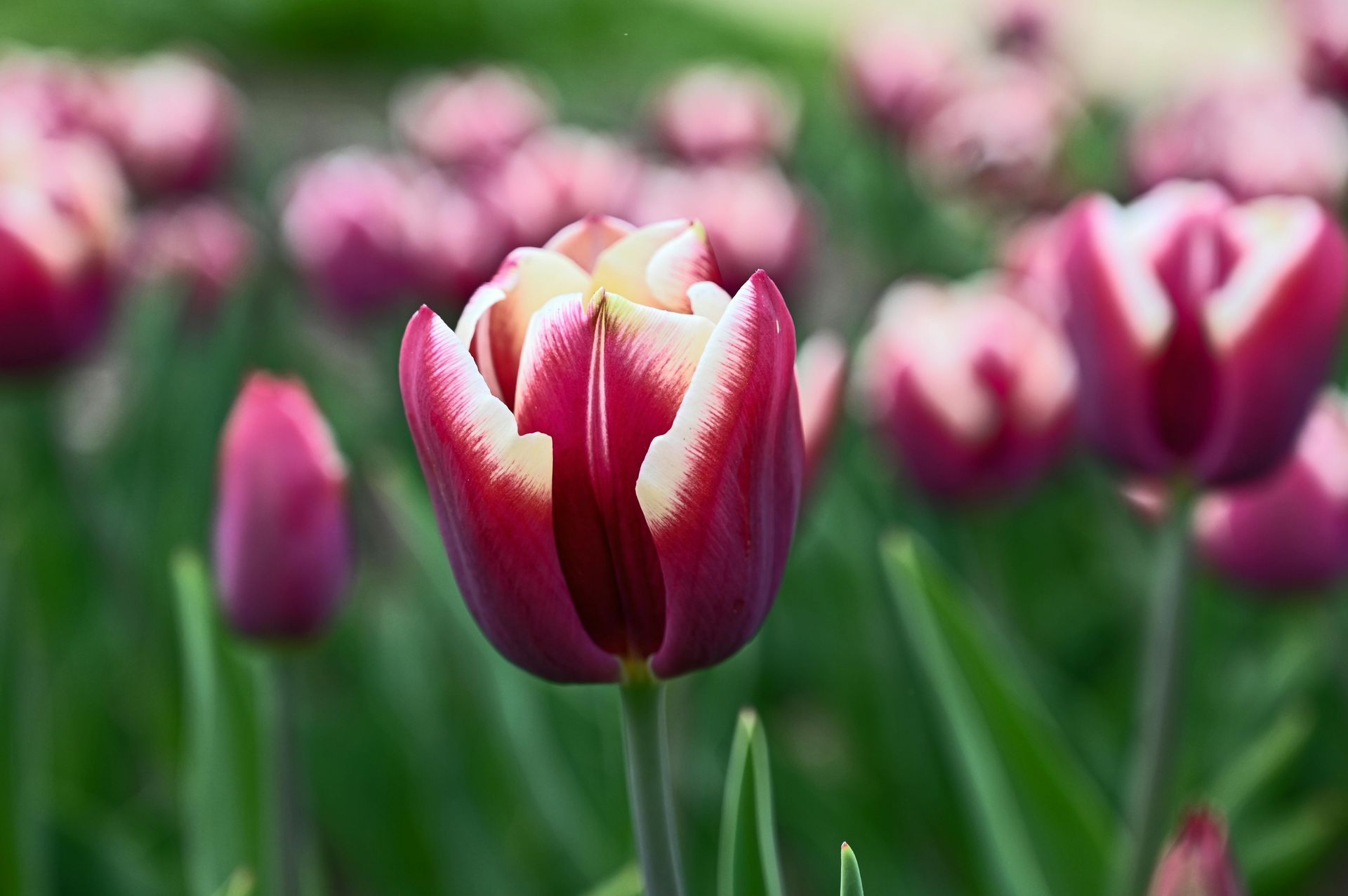 tulips 