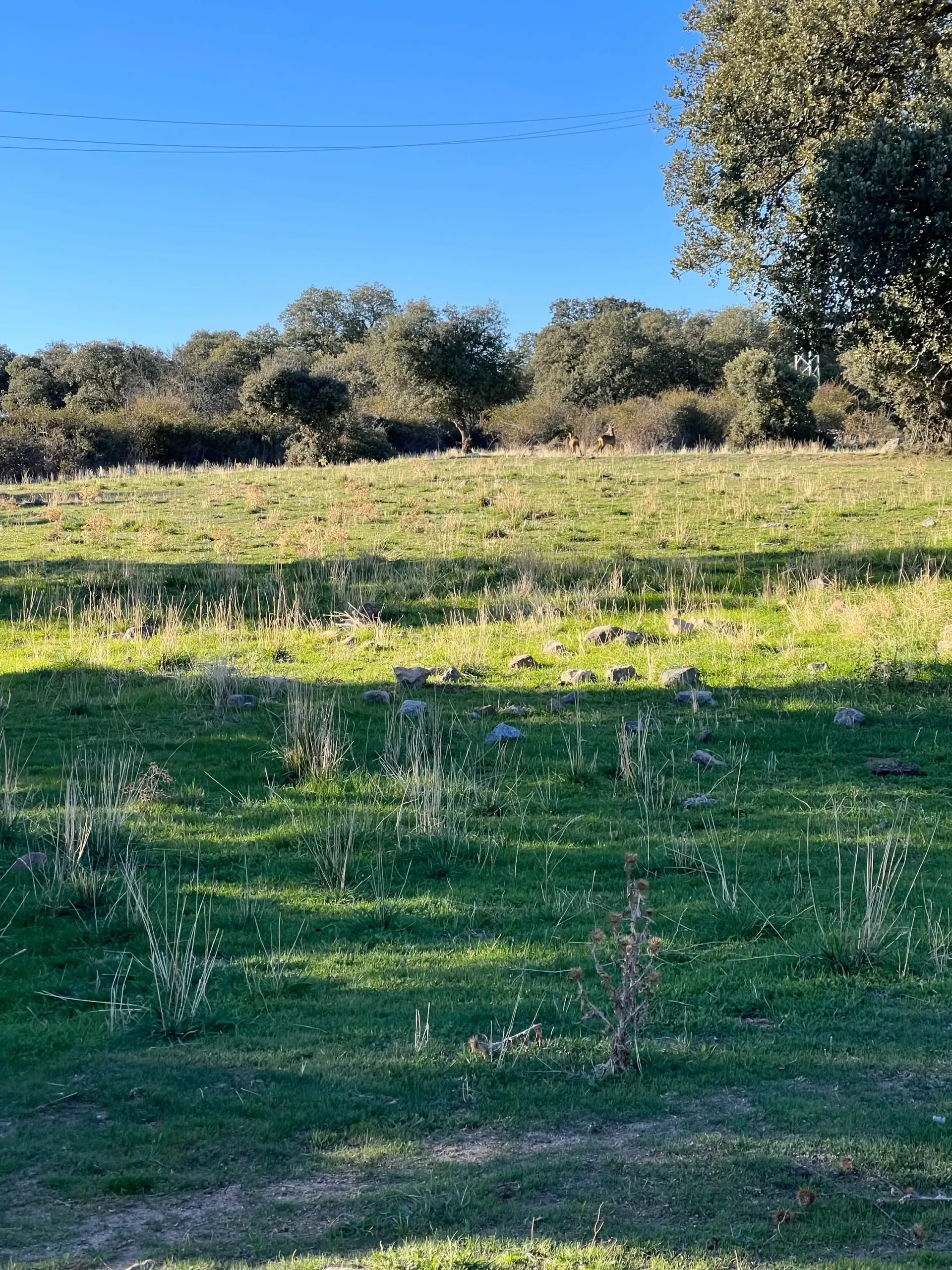 Campo soleado y verde con flores silvestres blancas, árboles en el horizonte y un cielo azul despejado.