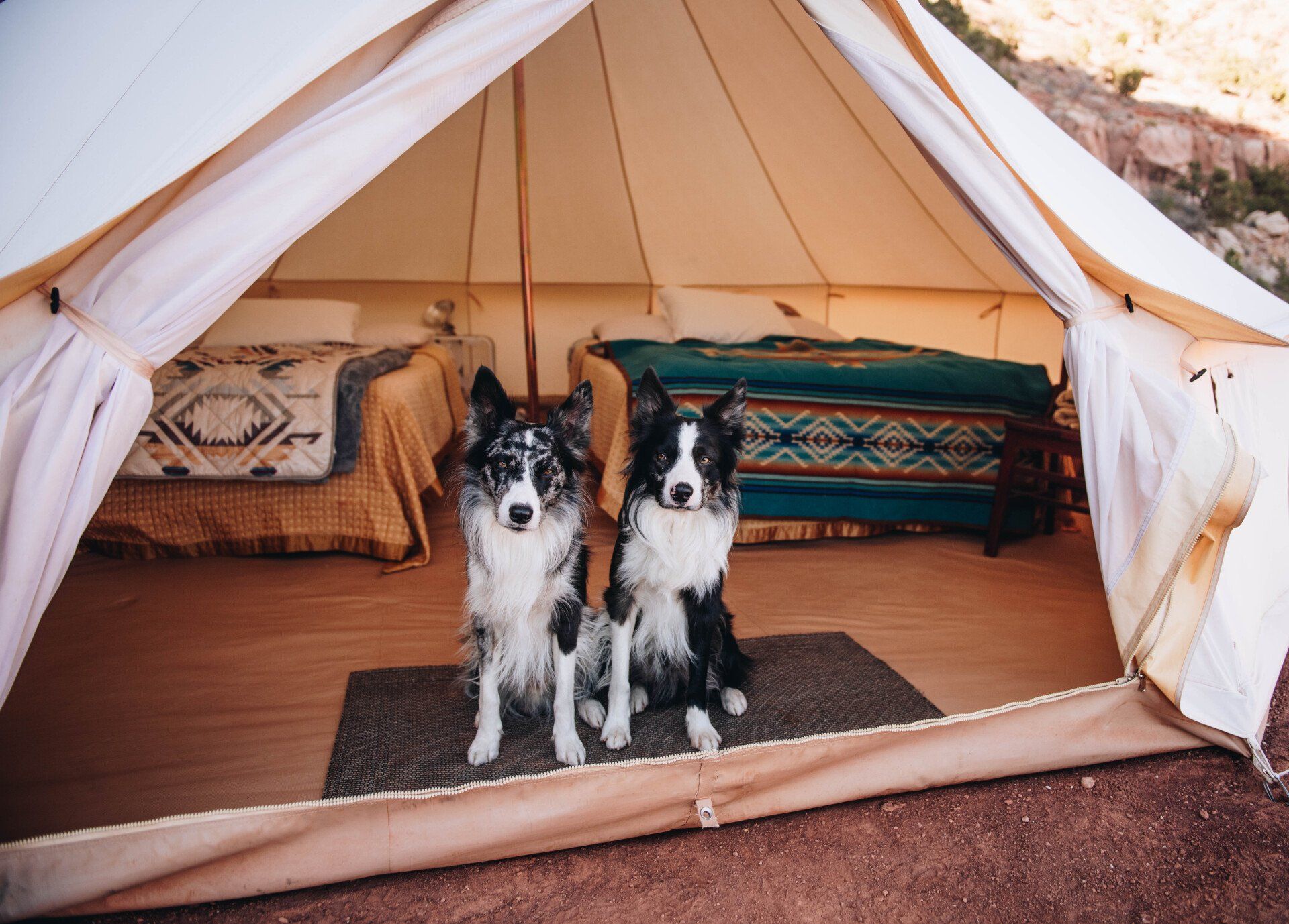 Two adorable dogs sitting at the entrance of a glamping tent, showcasing a pet-friendly glamping experience.