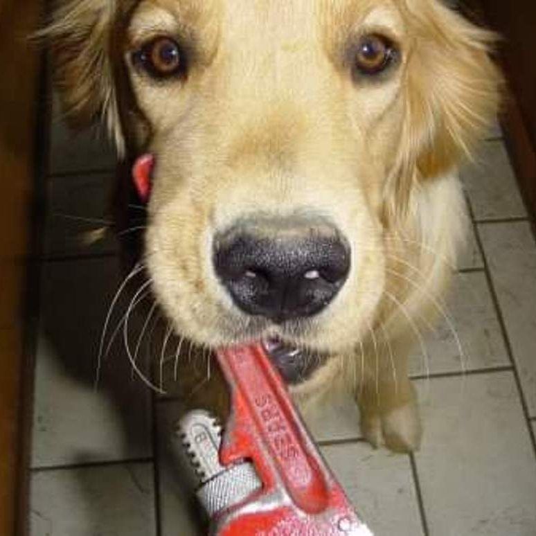 Dog With Wrench