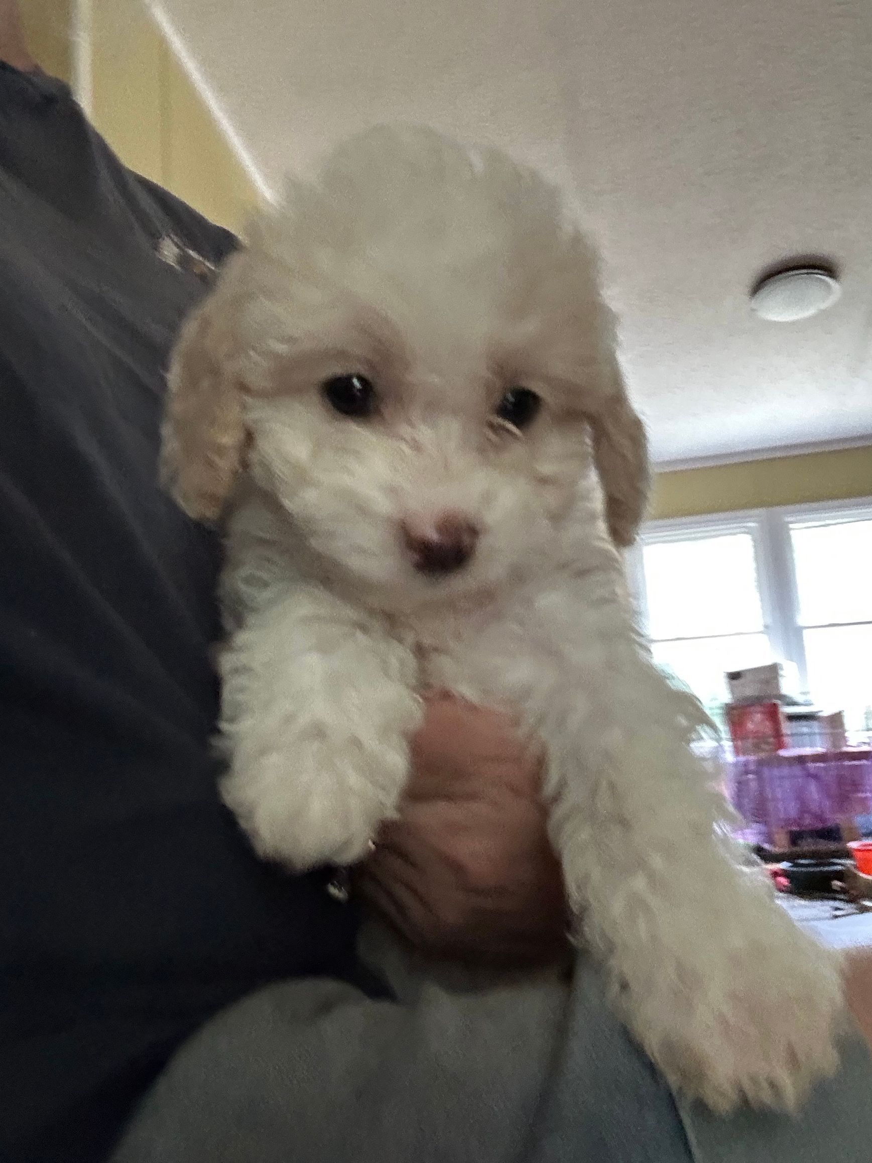 Small fluffy cream puppy being held indoors, looking at the camera