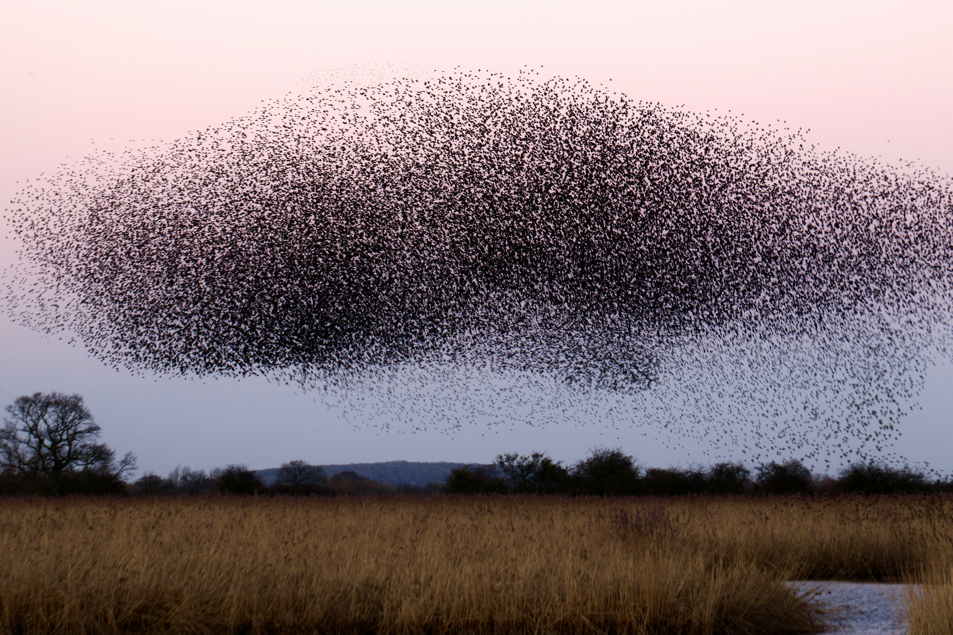 Large flock of birds swirling in a cloud over a grassy field at dusk