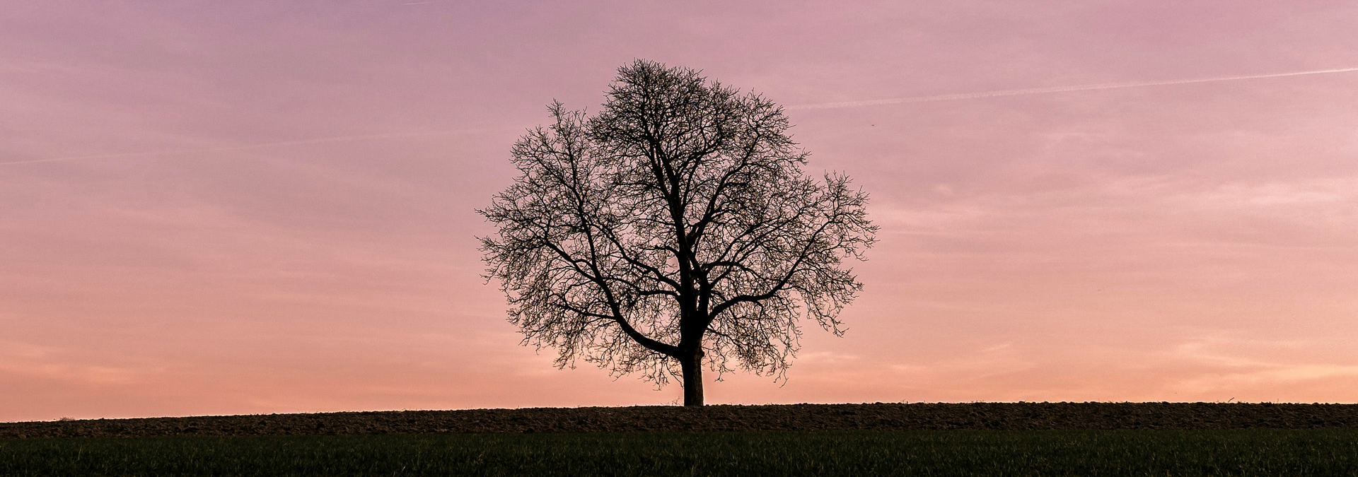 Solitary tree silhouetted on a dark field under a pink-orange sunset sky