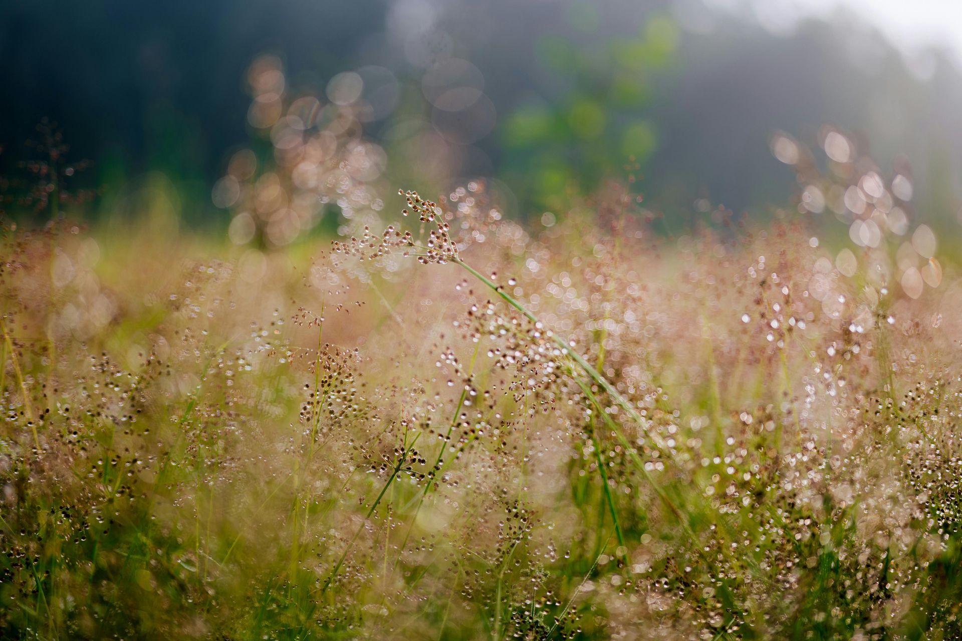 Sunlit meadow with soft pink wildflowers and green grass, blurred in a dreamy background