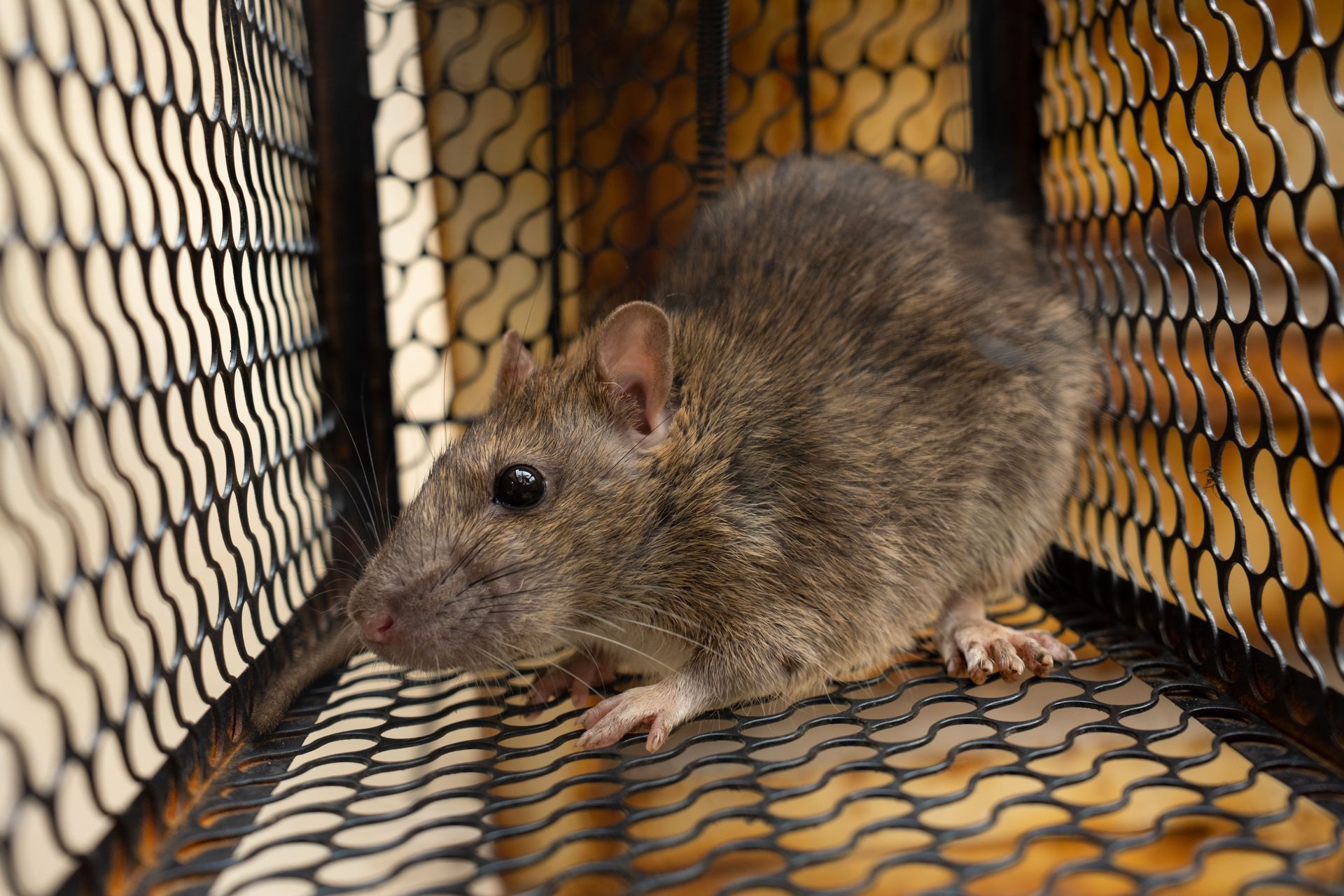 A brown rat sits inside a small wire-mesh cage trap. A brown rat sits inside a small wire-mesh cage trap.