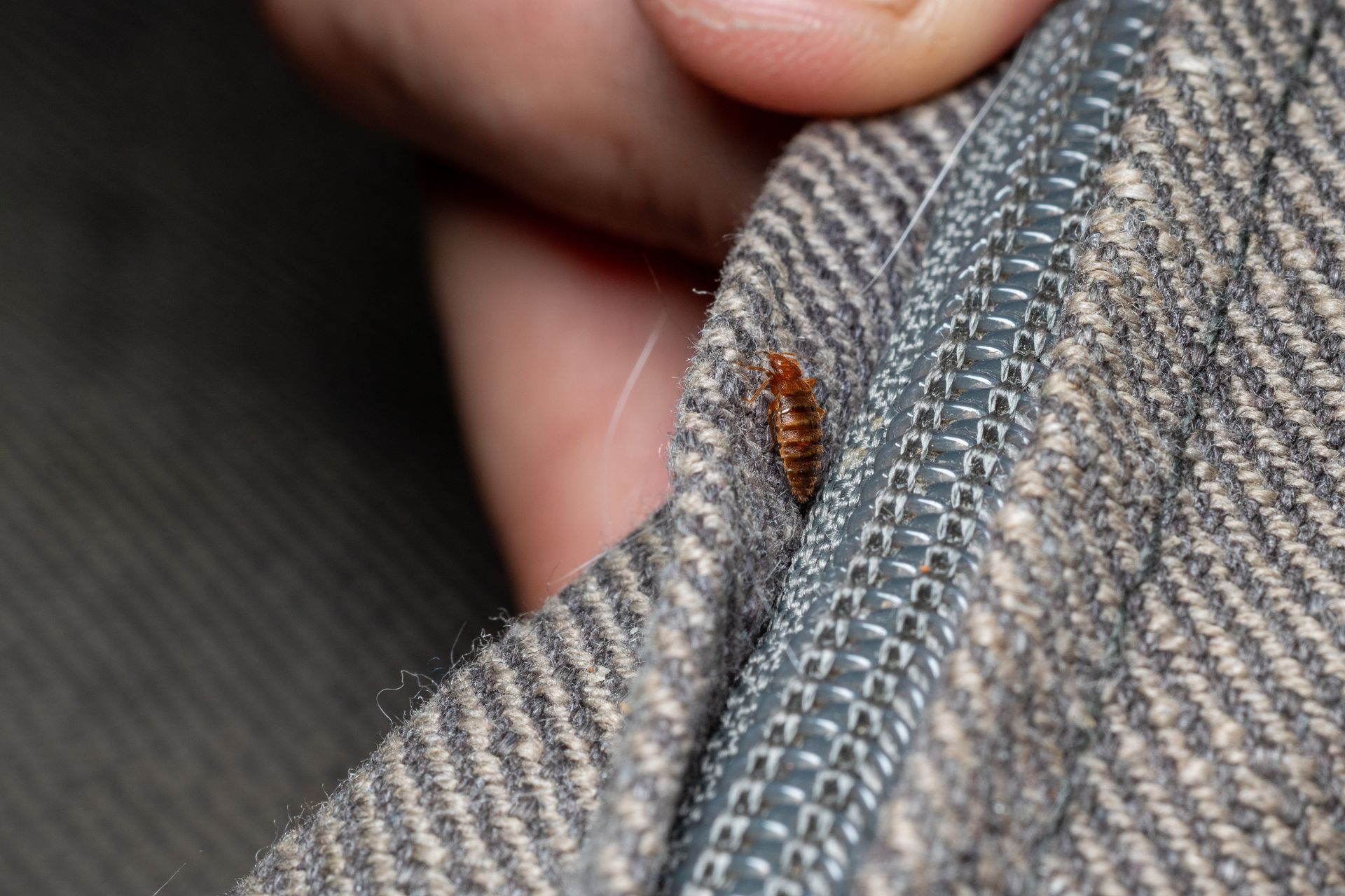 A small, brown, segmented insect crawling on the textured gray fabric of a zippered garment held by a person's fingers.