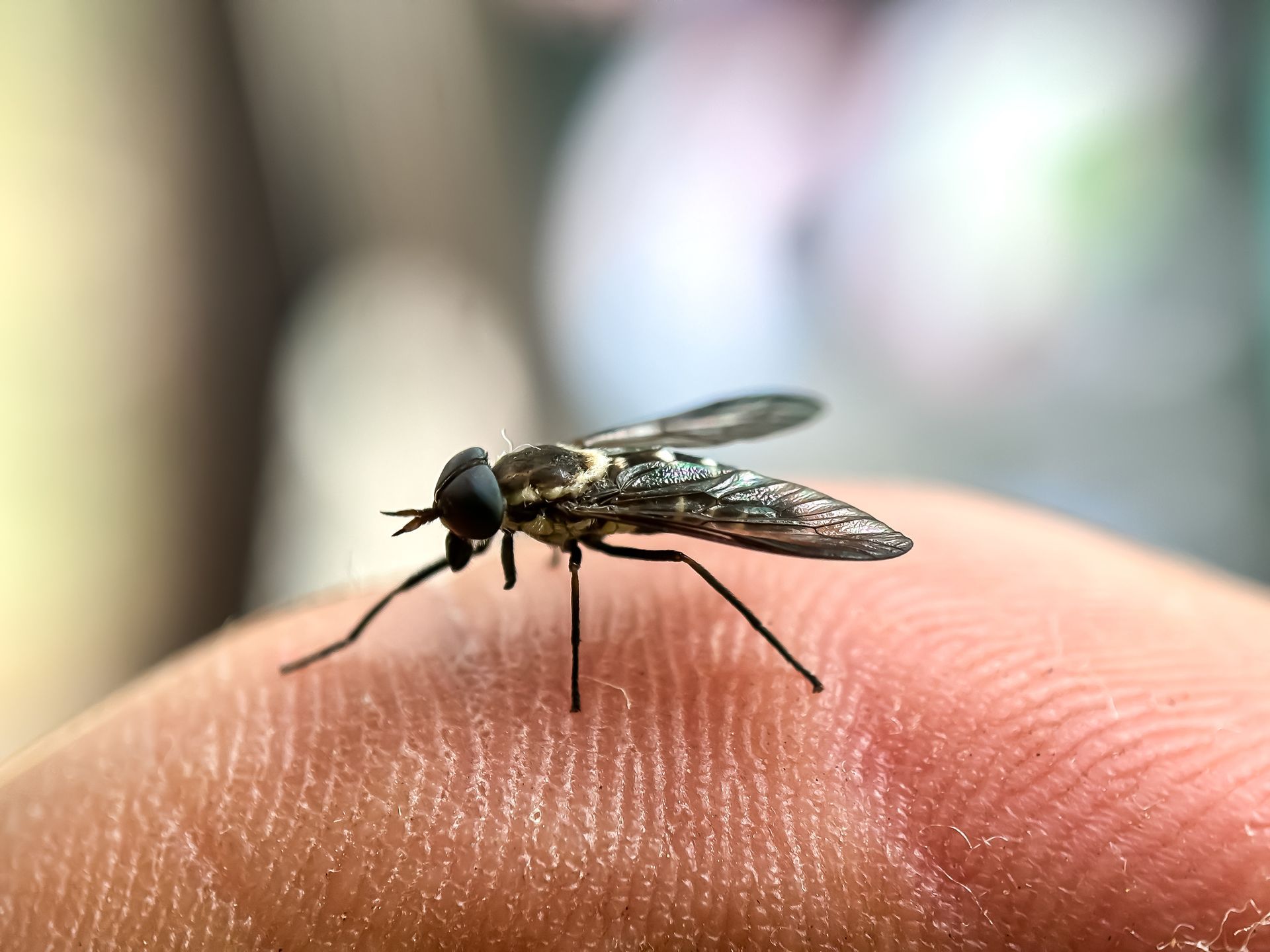 A close-up of a small, patterned fly with dark eyes perched on a person's fingertip. A close-up of a small, patterned fly with dark eyes perched on a person's fingertip.