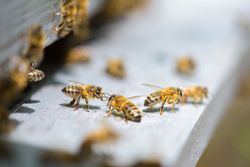 Honeybees crawling on the white landing board of a wooden beehive. Honeybees crawling on the white landing board of a wooden beehive.