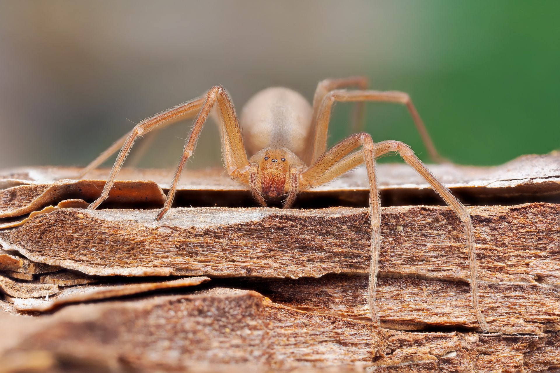 A light brown spider with long, thin legs resting on a piece of rough, textured bark. A light brown spider with long, thin legs resting on a piece of rough, textured bark.